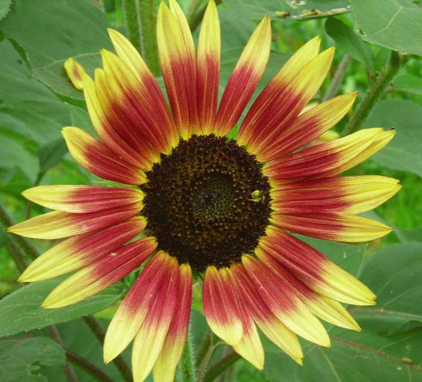 Chianti Sunflower