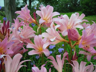 Surprise Lillies