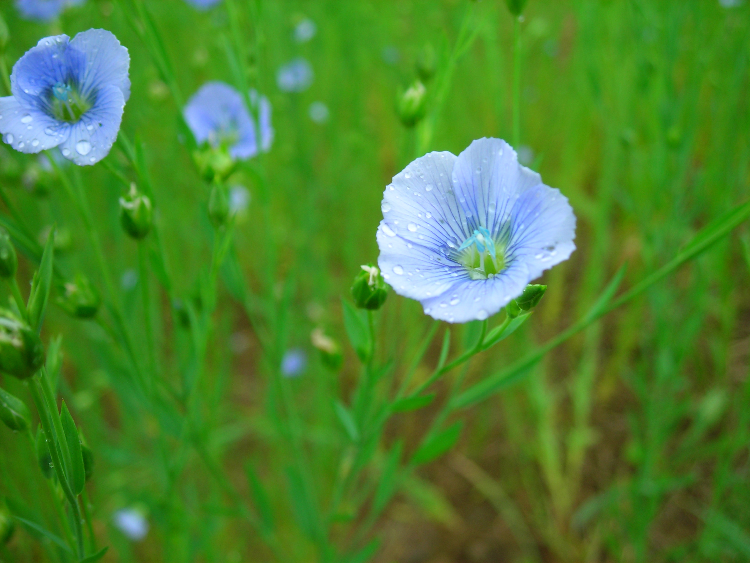 Single Flax