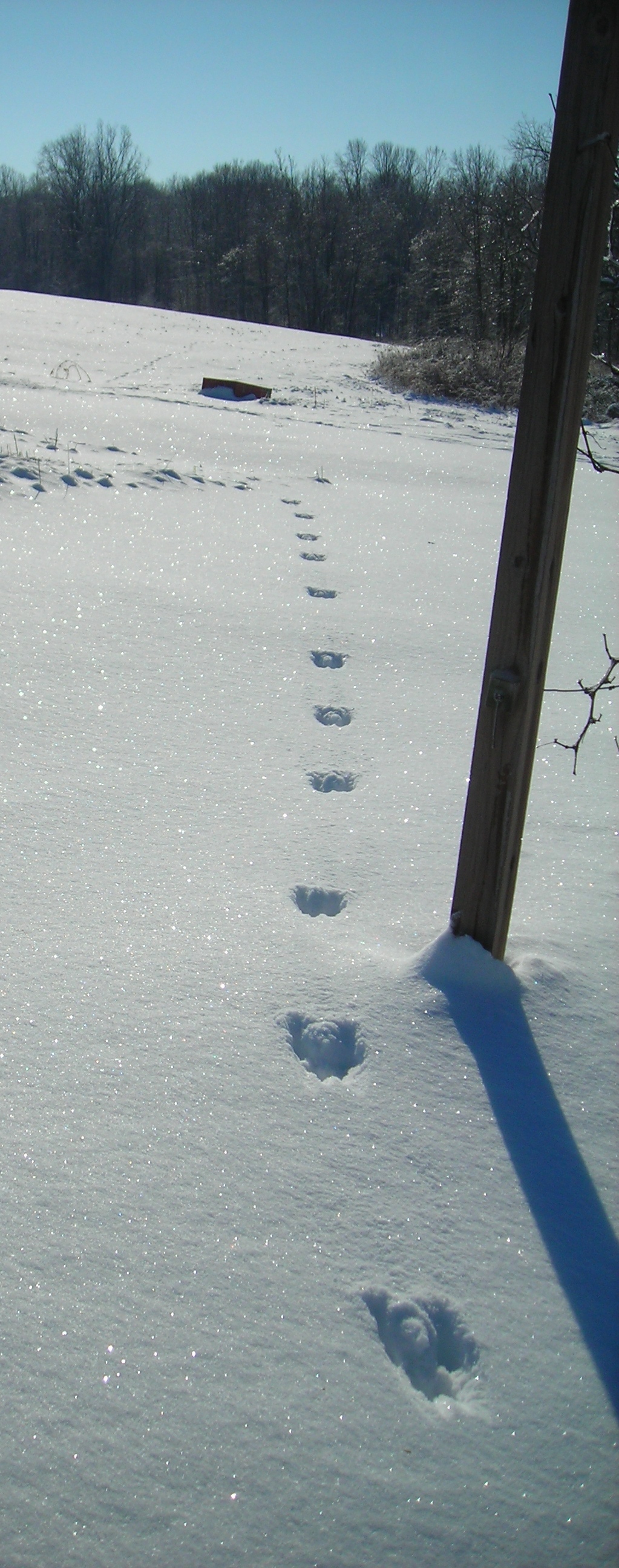 Rabbit Footprints in the Snow