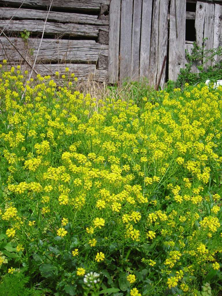 Wild Mustard