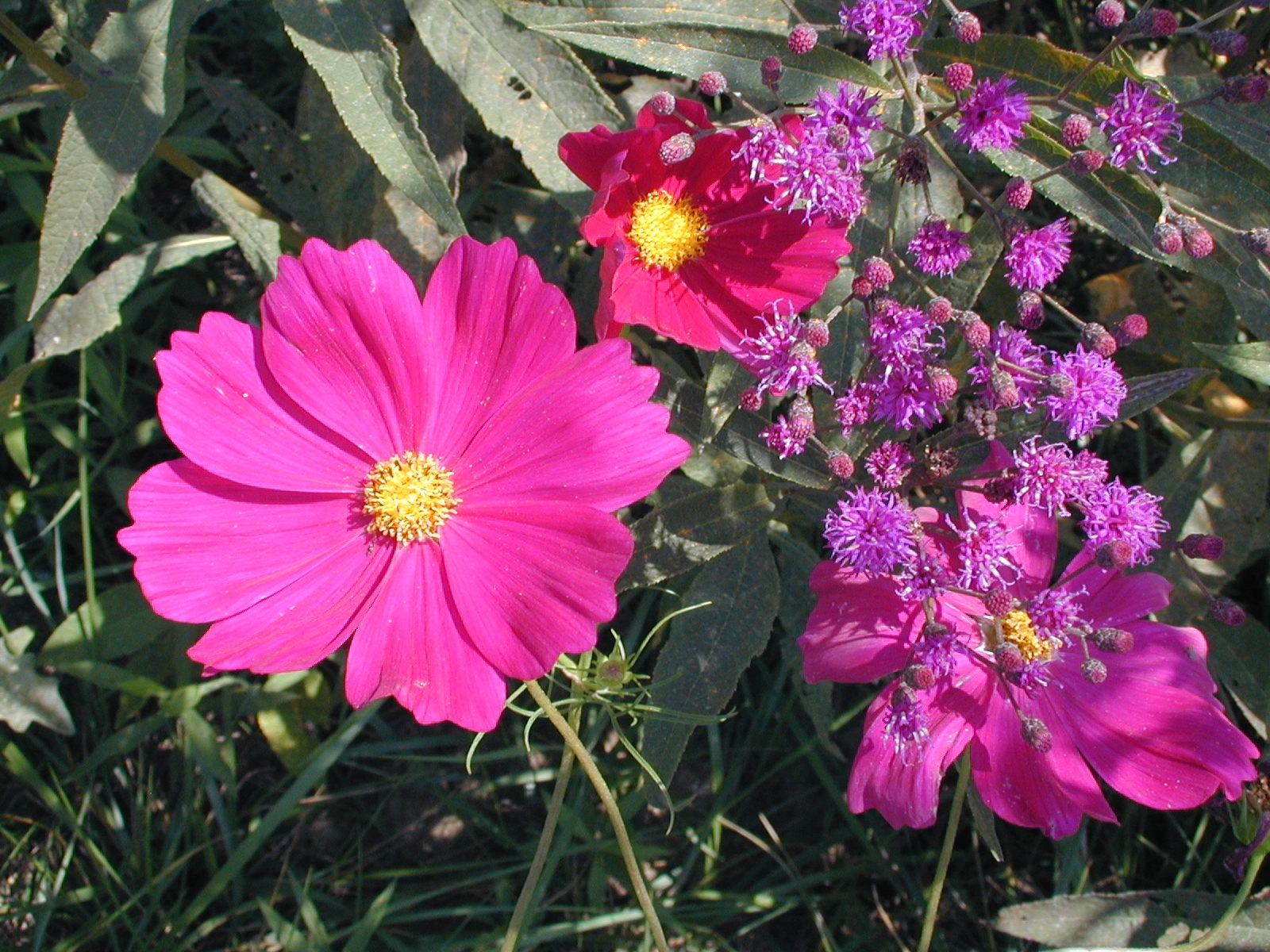 Pink Coreopsis