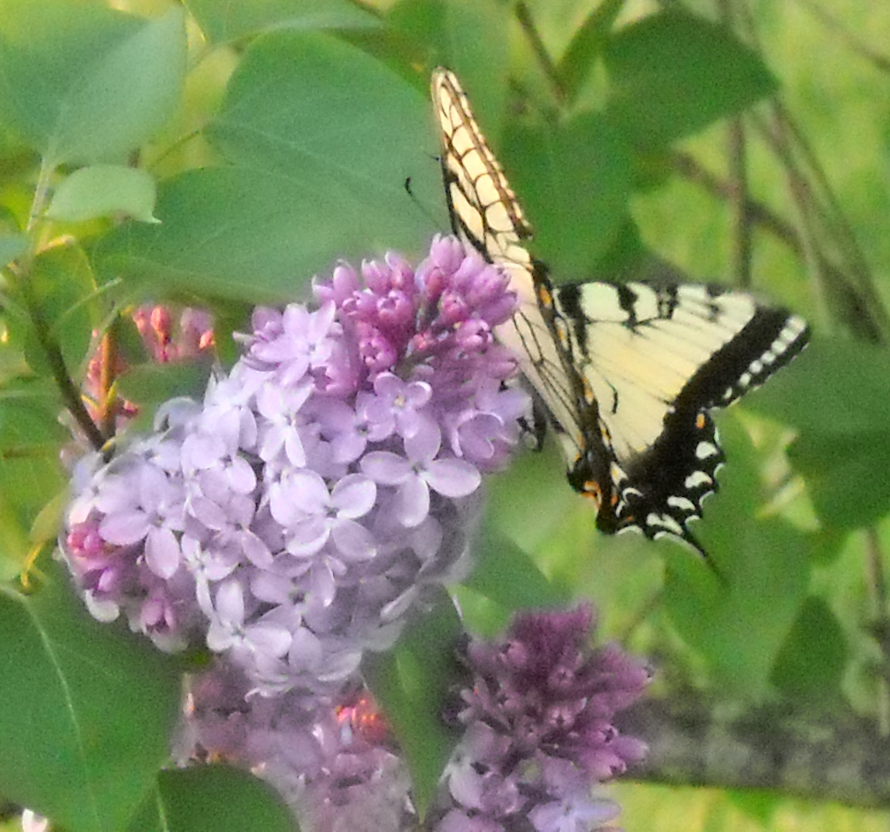 Love Butterflies!