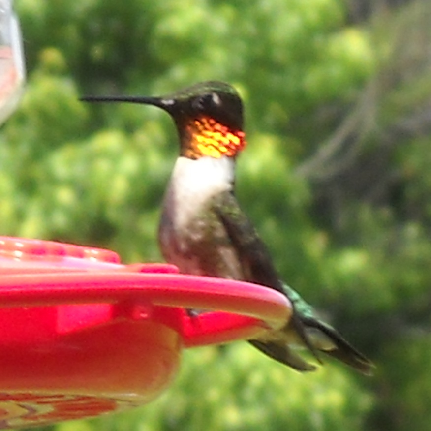 Colorful Hummingbird!