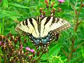 Swallow Tailed Butterfly