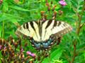 Swallowtailed Butterfly