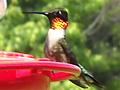 Colorful Hummingbird!